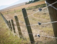 livestock fence
